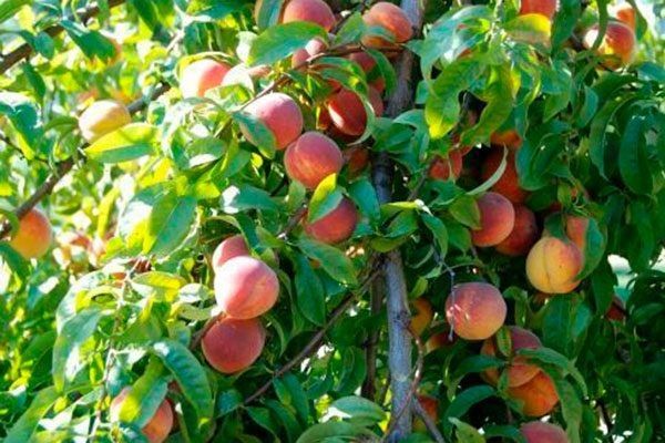 ������ �����: ���� �� ���������������� ����� � ������� �������