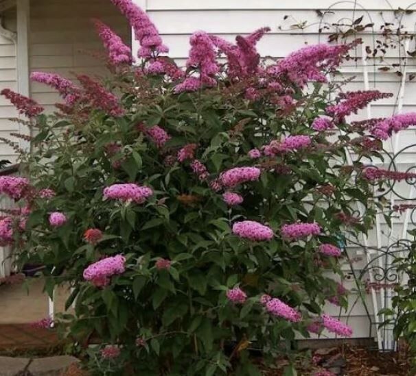 ��� ������� �������� ������� ������������ �������� � ����� ����: ������ �� �����