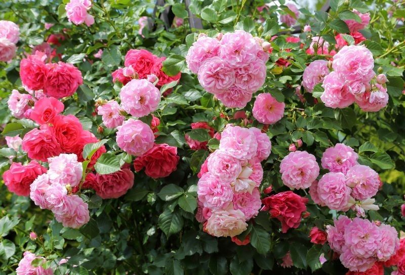 ��� ���������� ����� �������� ����� ������� ��������: ������� � ����������� ������