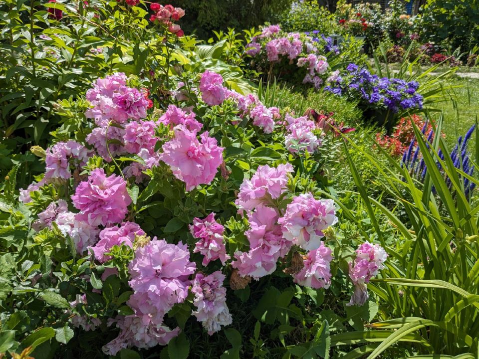 Как опытная садоводка овладела искусством выращивания петуний: секреты успеха