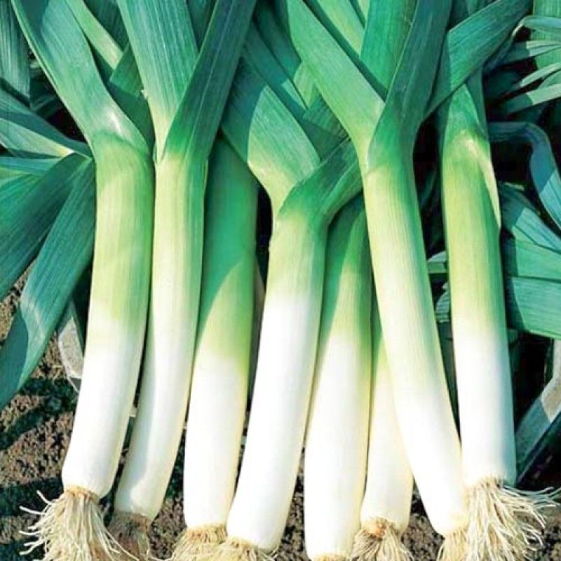 ��������� ���-�����: ������� ��������� ����������� � �������