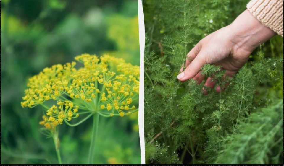 ����� �� �������: ����������� ������������ ��� ������ �������