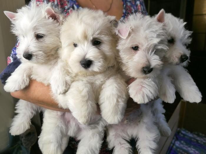 ����� ����� � ���������� �������� ��������: ��� �������� � ������?