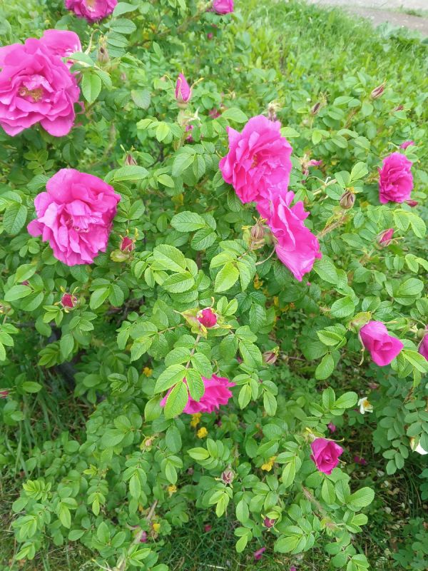 ���������� ������ �����������: ��������� � ������ ����� ����� 55