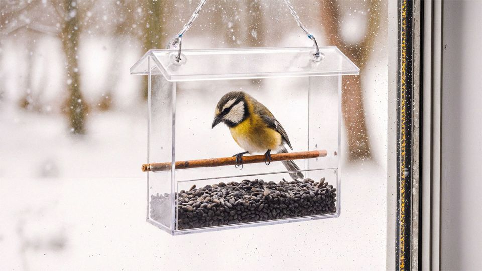 ������ ������: ��� ��������� ������� ����� � �������� ����� ����