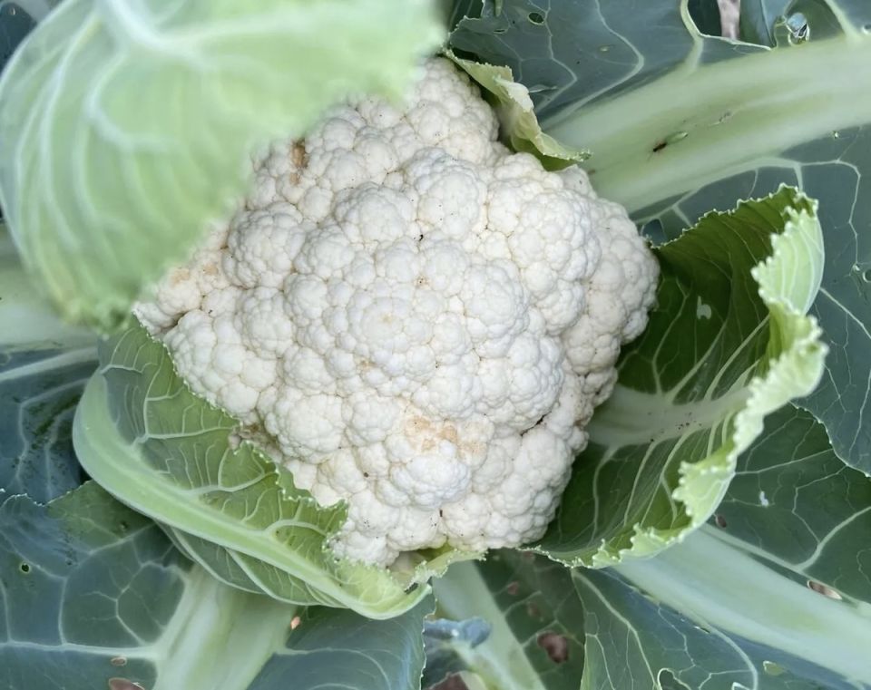 ������� ��������� ����������� ������� �������: ��������� ��������� � ����� � �����