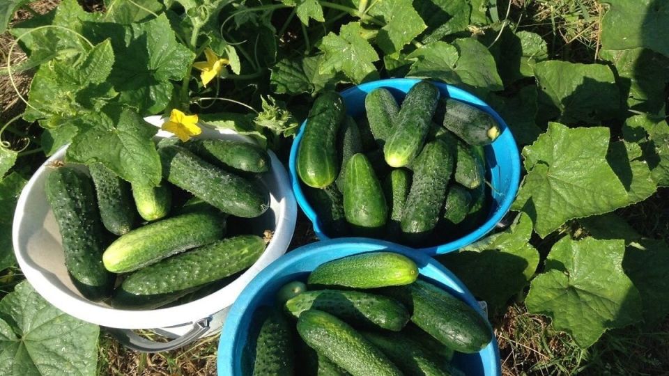 ��� ������ ������� ����� �������� � ���������� ������: ������� �� �������� ����������