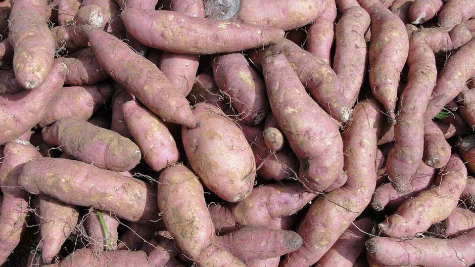 �����: ����� ������ �� �����, ��������� �������� ��������