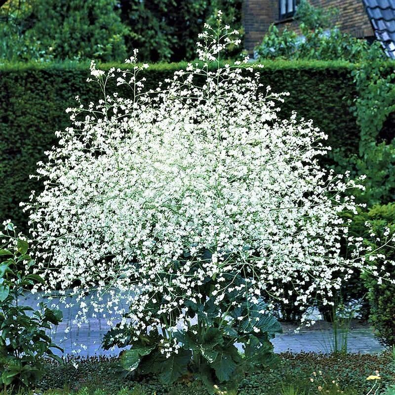 ������ �� ������: ������ ���������� ��� ������ ����