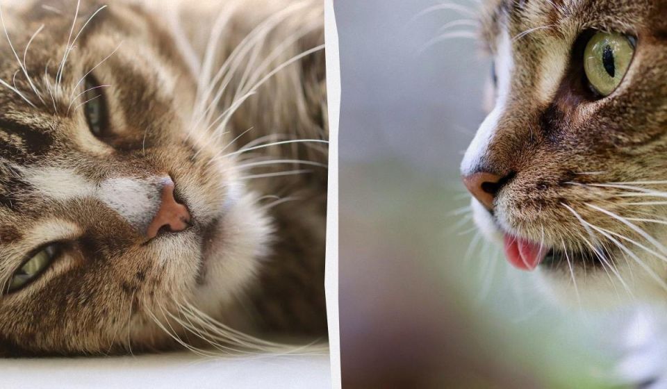 ������ ���� �������� ������� ��� ���? ������������ ����� � ��������� �������� ��������