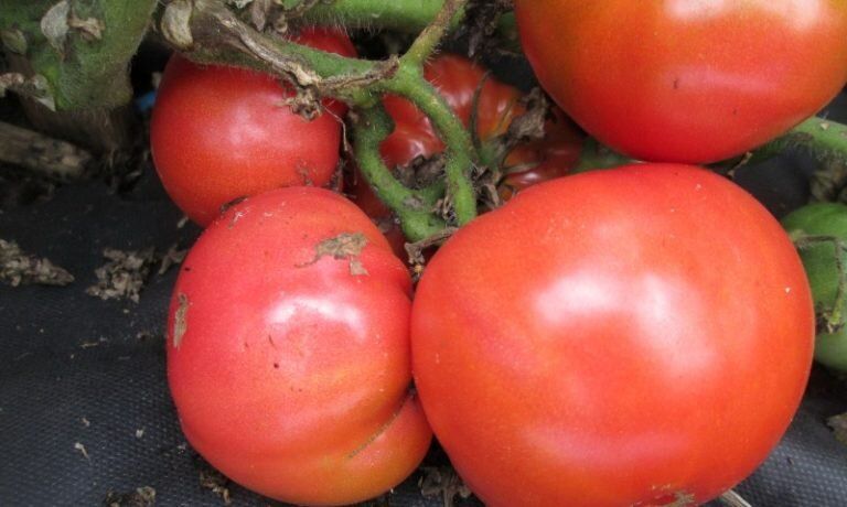 ����� �������� �����: ����� ������ �� ������ � �������� ������