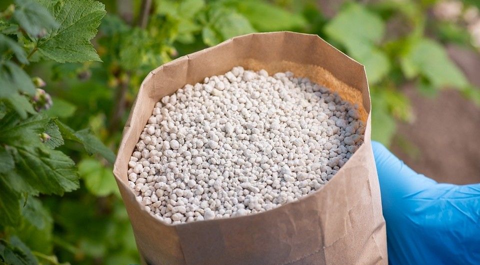 ������� �������: ��� NPK ������� ������ ������� ���� �������� � ��������� ������