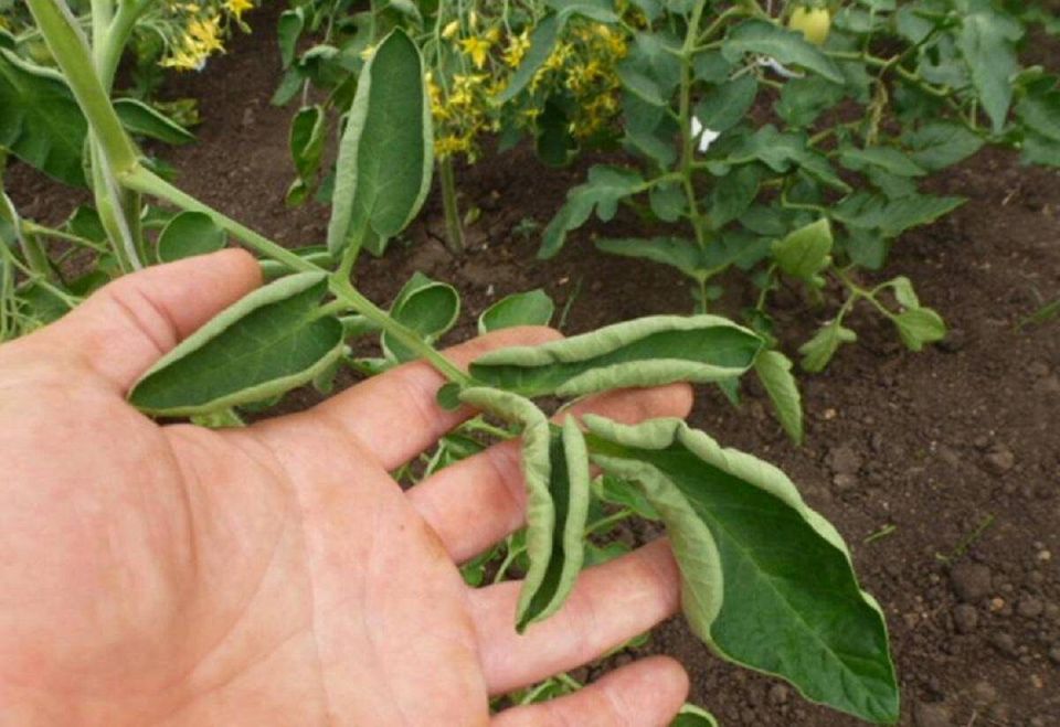 ������ ����������� ������ ������� ����� ��������������� � ���������?