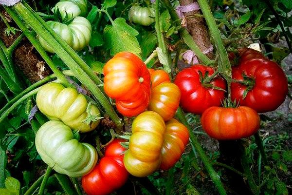 ������ ��������: ��� ��������� ������� � �������� ������