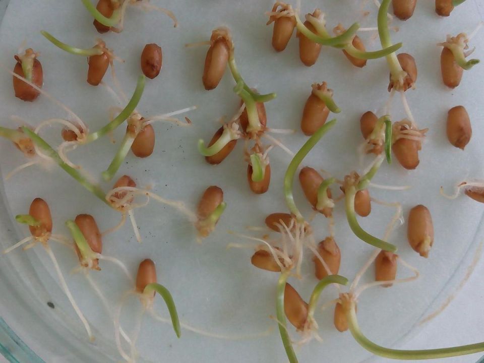 ������� ������� ������: ��� ��������� ��������� harvest ��� ������ ������