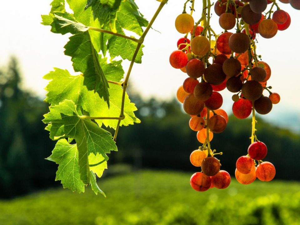 ������� ��������� ��������������