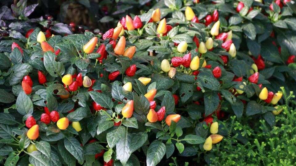 пряные травы, которые complementируют перец на вашей кухне