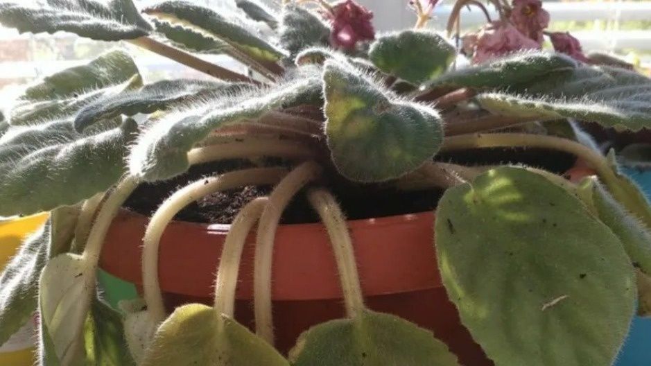 ��� �������� �������� �������� ������: ������� ����� �����