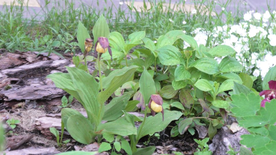 Тайны выращивания Венериных башмачков: как сделать сад уникальным