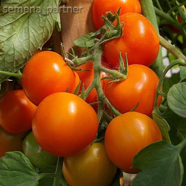 ����� ��������� ����������: ��������� ����� ��� ������ �������