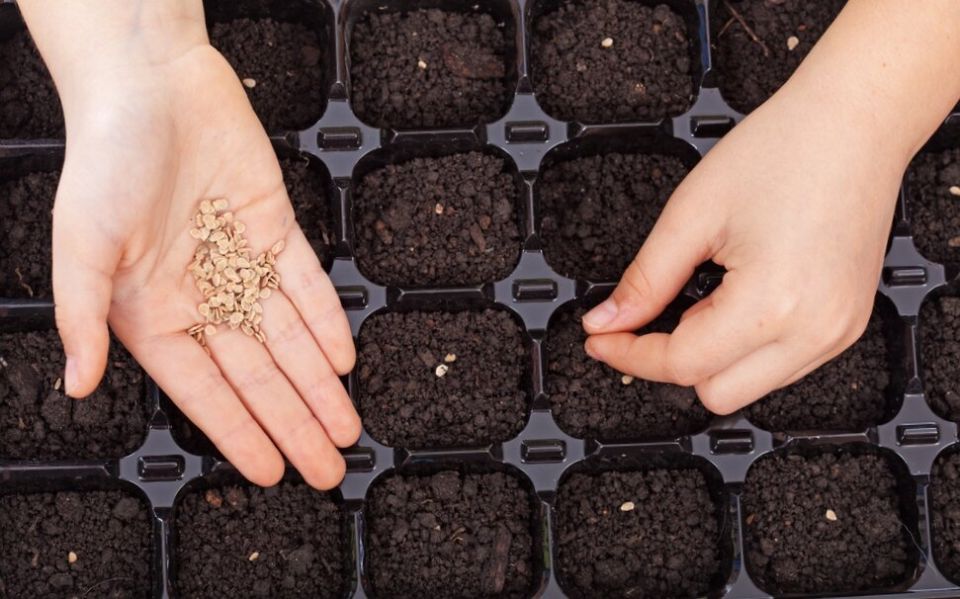 ������ ������ ����������� ����� �� ����� �������� ������?