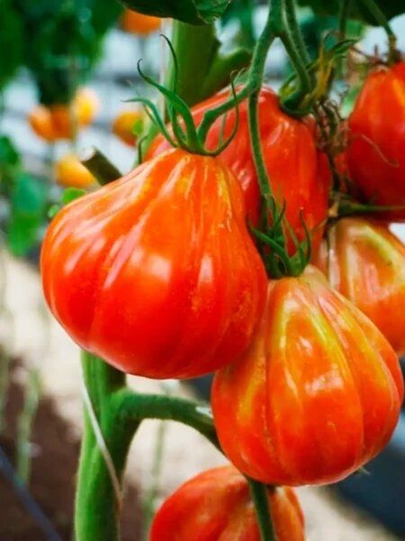 ����� ������� ������: ������������ ����� � ���������� ���� � ������ �����