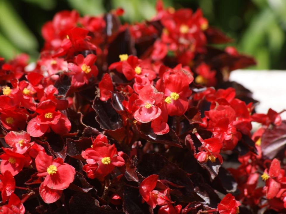 Квартирный сад: как герань и компании стабильно цветут год за годом