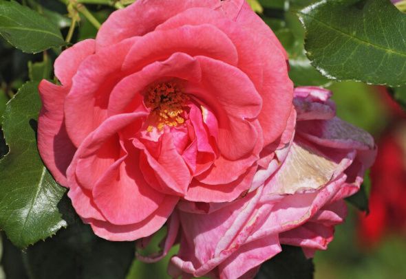 Комнатная роза в доме: как не допустить ошибок и что важно помнить