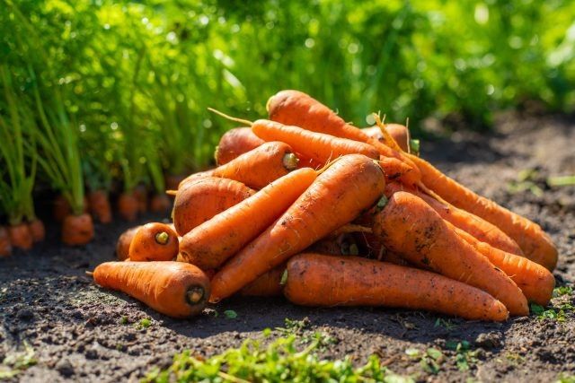 ����� ������� ������ � ���� ���� � 12 ������� ������ ��� ����������� ������