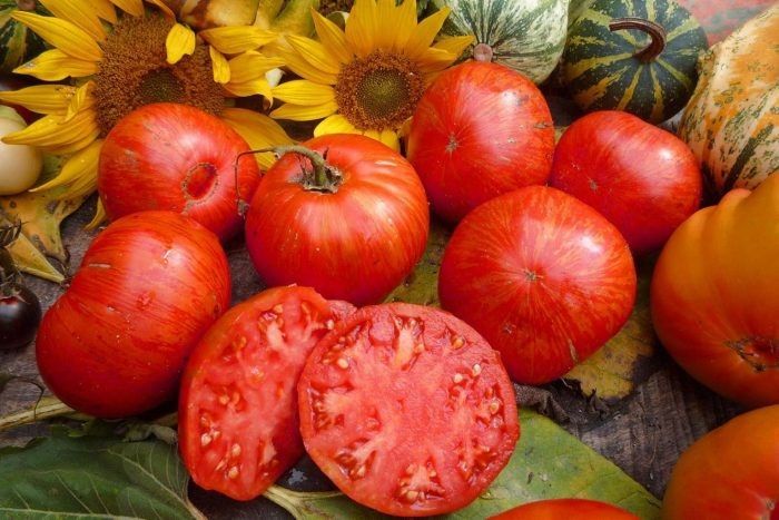 Томат Светлана: спокойный взгляд на универсальный детерминантный гибрид