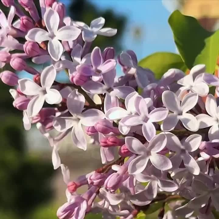    .      ,        