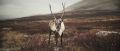       XIX      100 ,   -