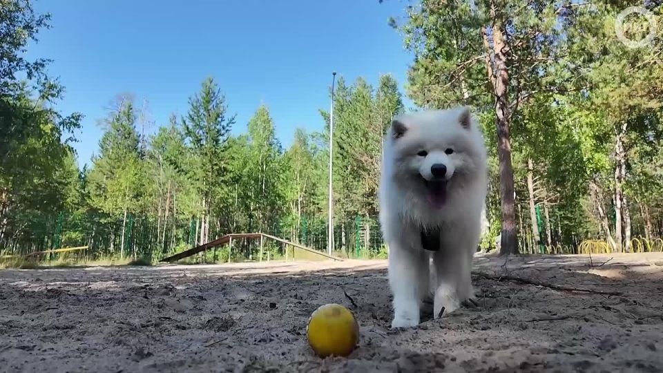   :       