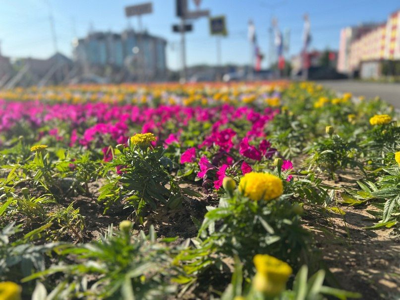   , .    + 16 C  + 20 C, ,  ,  3-6 /