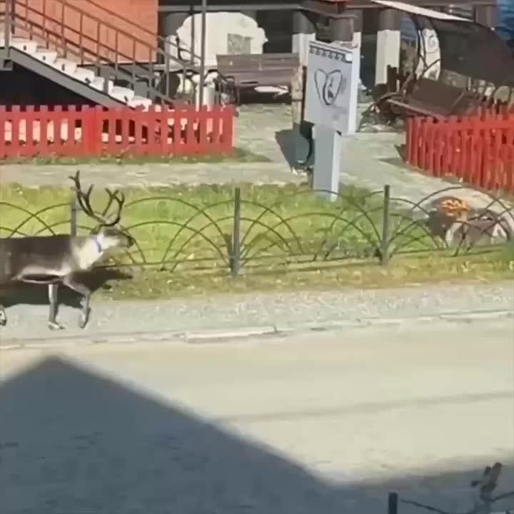   :      