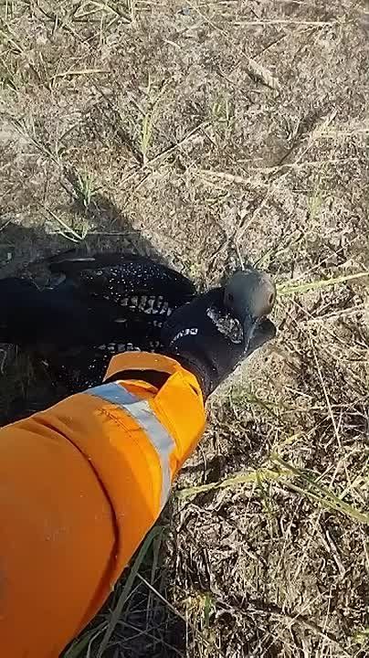      ,    