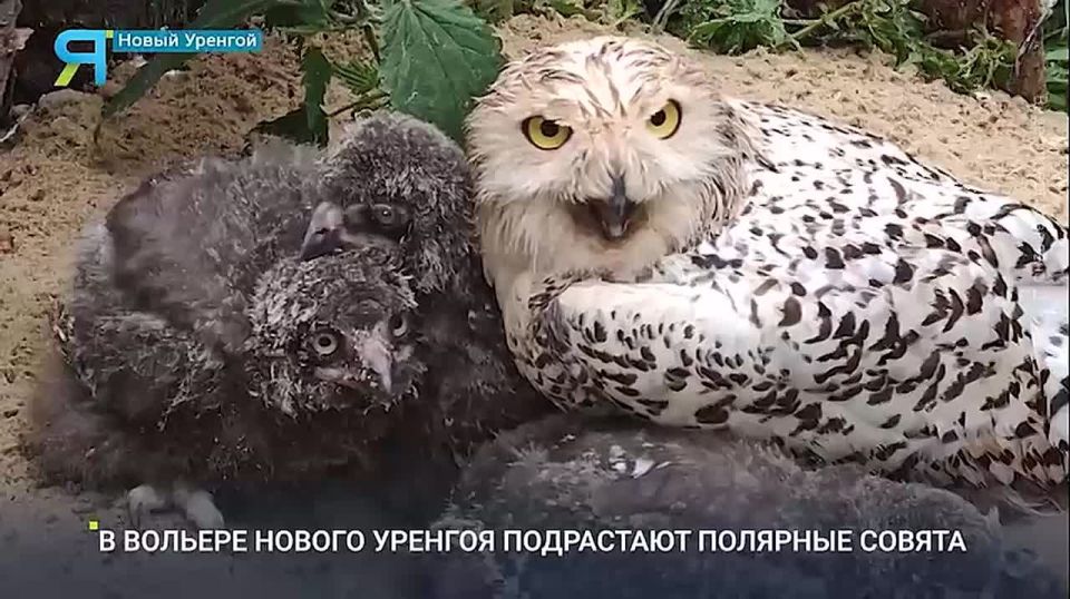   ?.         