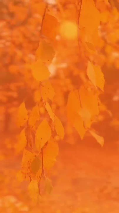 .   ,   , ,     ,  