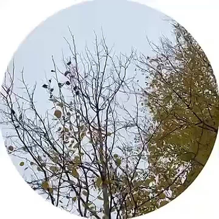   , !