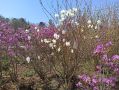 Секреты успешного размножения рододендронов семенами: советы и подводные камни