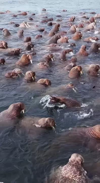 На острове Ратманова моржи встречают гостей с примерной вежливостью