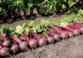 Секреты успешного урожая свёклы: как добиться выдающегося результата без лишних хлопот