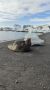 Весна в Антарктиде: морские слоны собирают гаремы