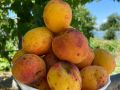 Абрикосовый рулет: вдохновение из детства с новым вкусом