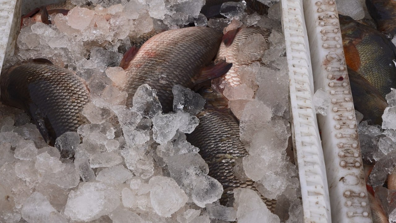 Упорство и мастерство: шурышкарские рыбаки вывели район в лидеры рыбодобычи Упорство и мастерство: шурышкарские рыбаки вывели район в лидеры рыбодобычи