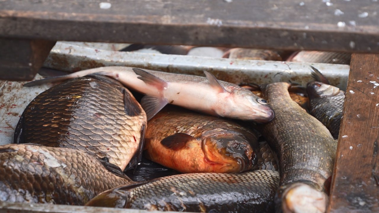 Упорство и мастерство: шурышкарские рыбаки вывели район в лидеры рыбодобычи Упорство и мастерство: шурышкарские рыбаки вывели район в лидеры рыбодобычи