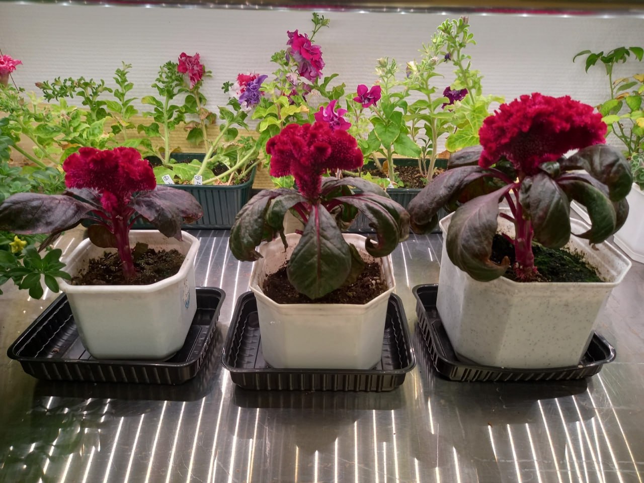 Не огородник, а сити-фермер: юные ямальцы примерили новую профессию Не огородник, а сити-фермер: юные ямальцы примерили новую профессию