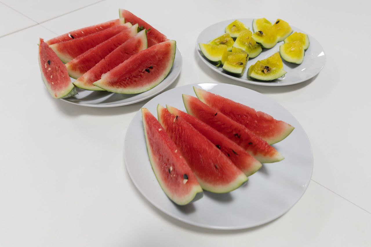 В Антарктиде выросли… арбузы В Антарктиде выросли… арбузы