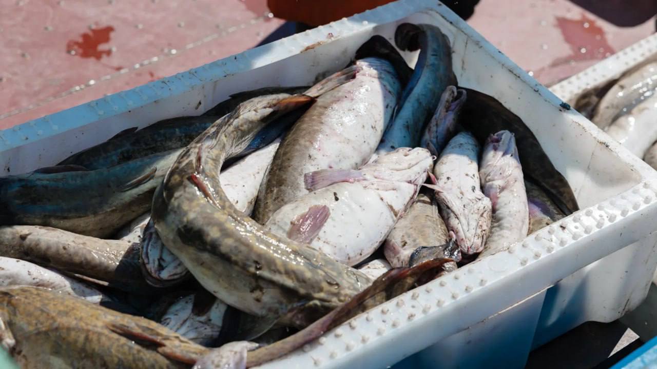 Где лучшая рыбалка? В Шурышкарском районе!