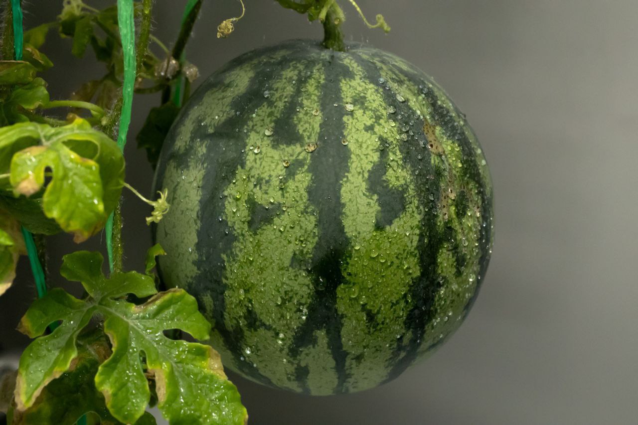 В Антарктиде выросли… арбузы В Антарктиде выросли… арбузы